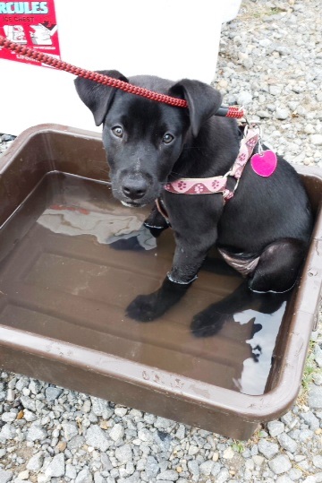 Jasmine in the water bowl.jpg