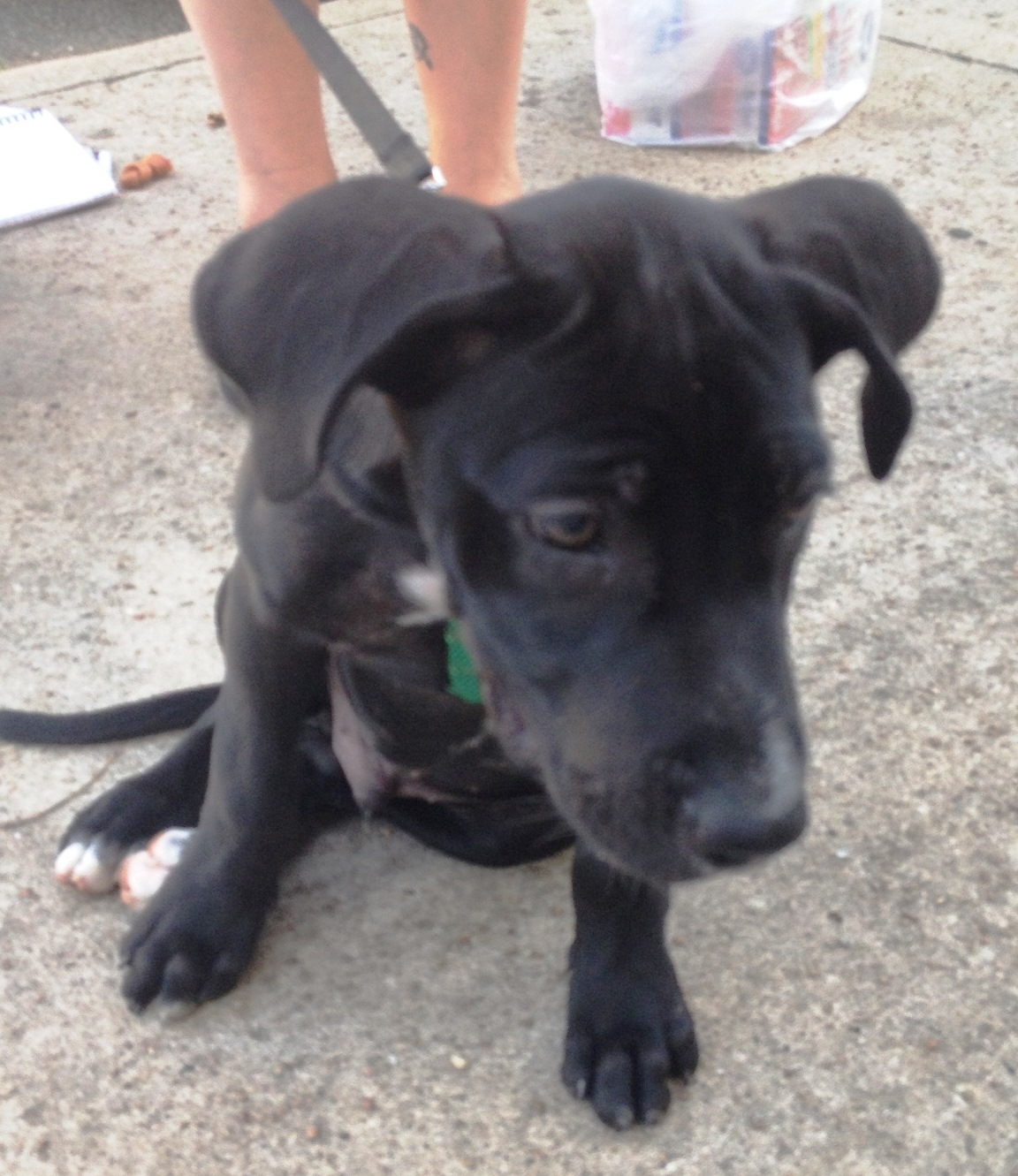 hollywood feed lakewood