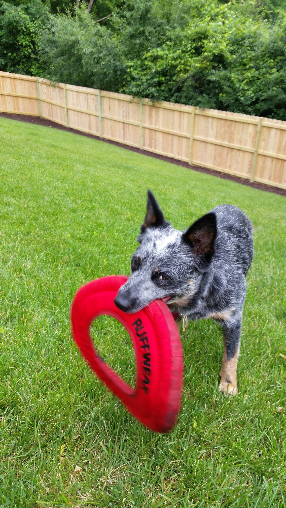 Kiva