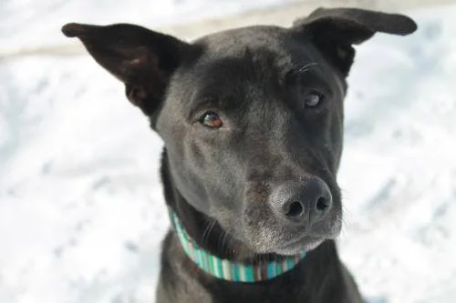 MONTE, Black Lab Mix