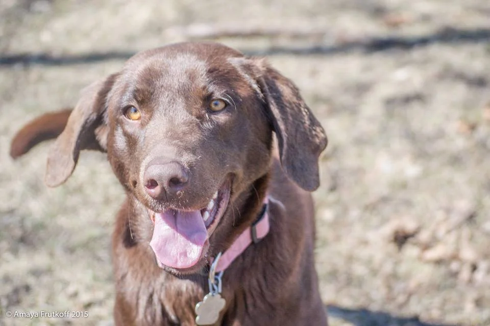 PRIMA, Chocolate Lab