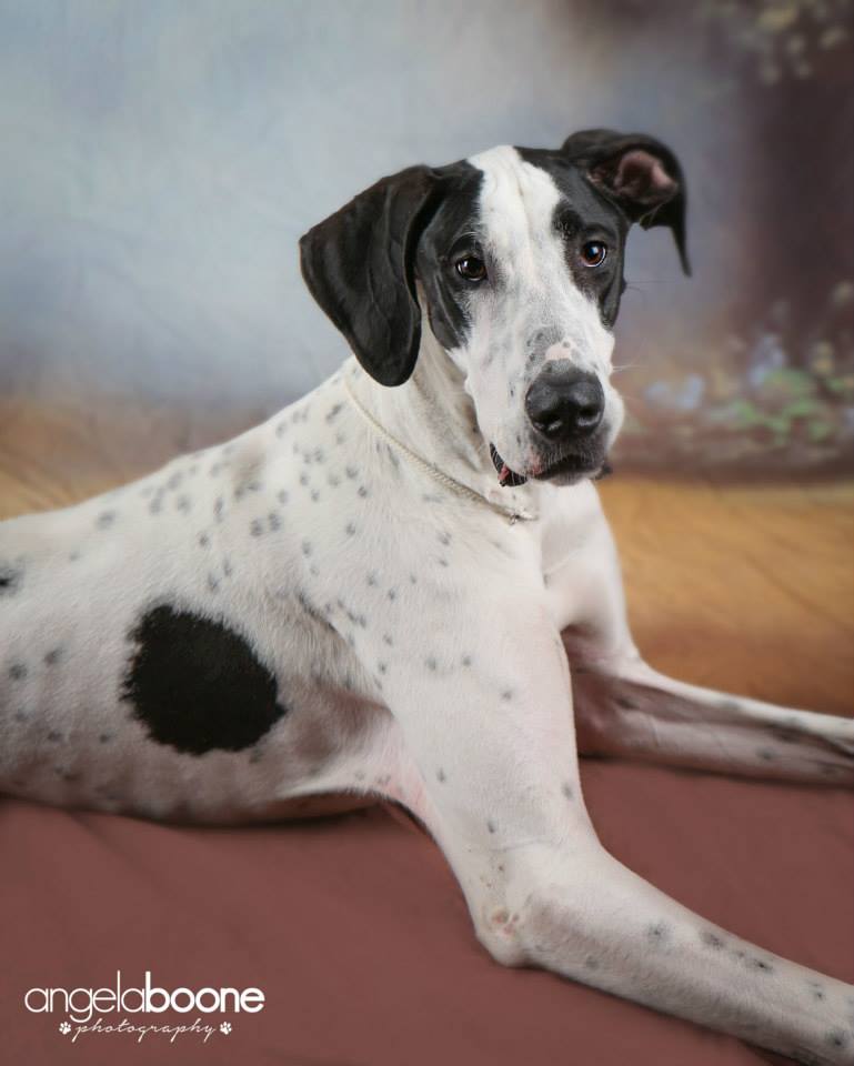 RUBY, Great Dane