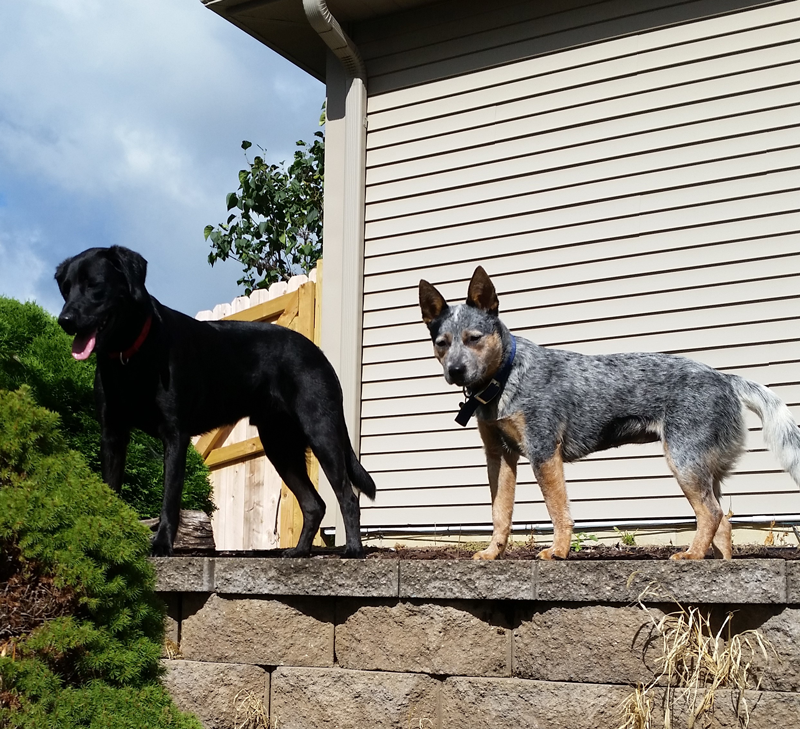 Keeping Watch on the Backyard