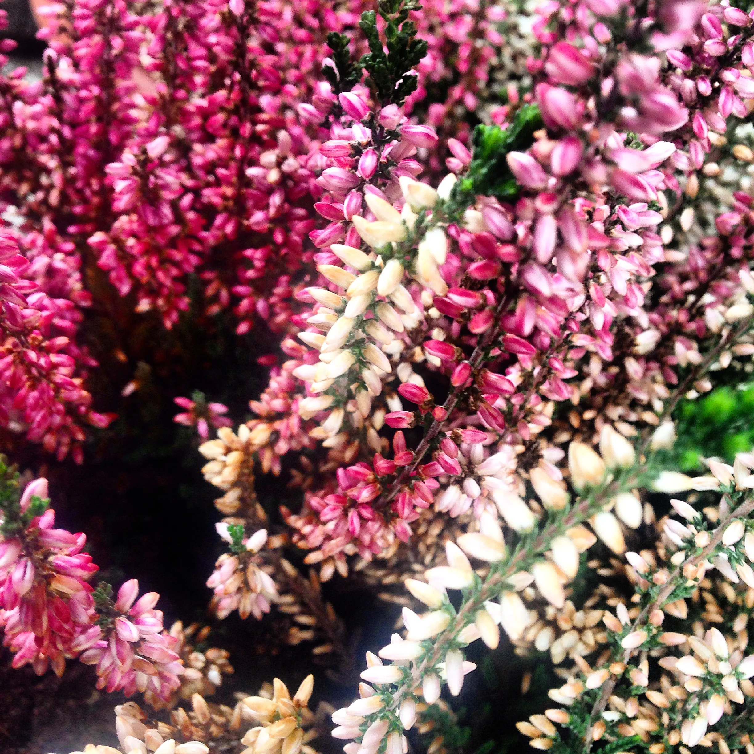  Wild flowers in the Champagne region, France 
