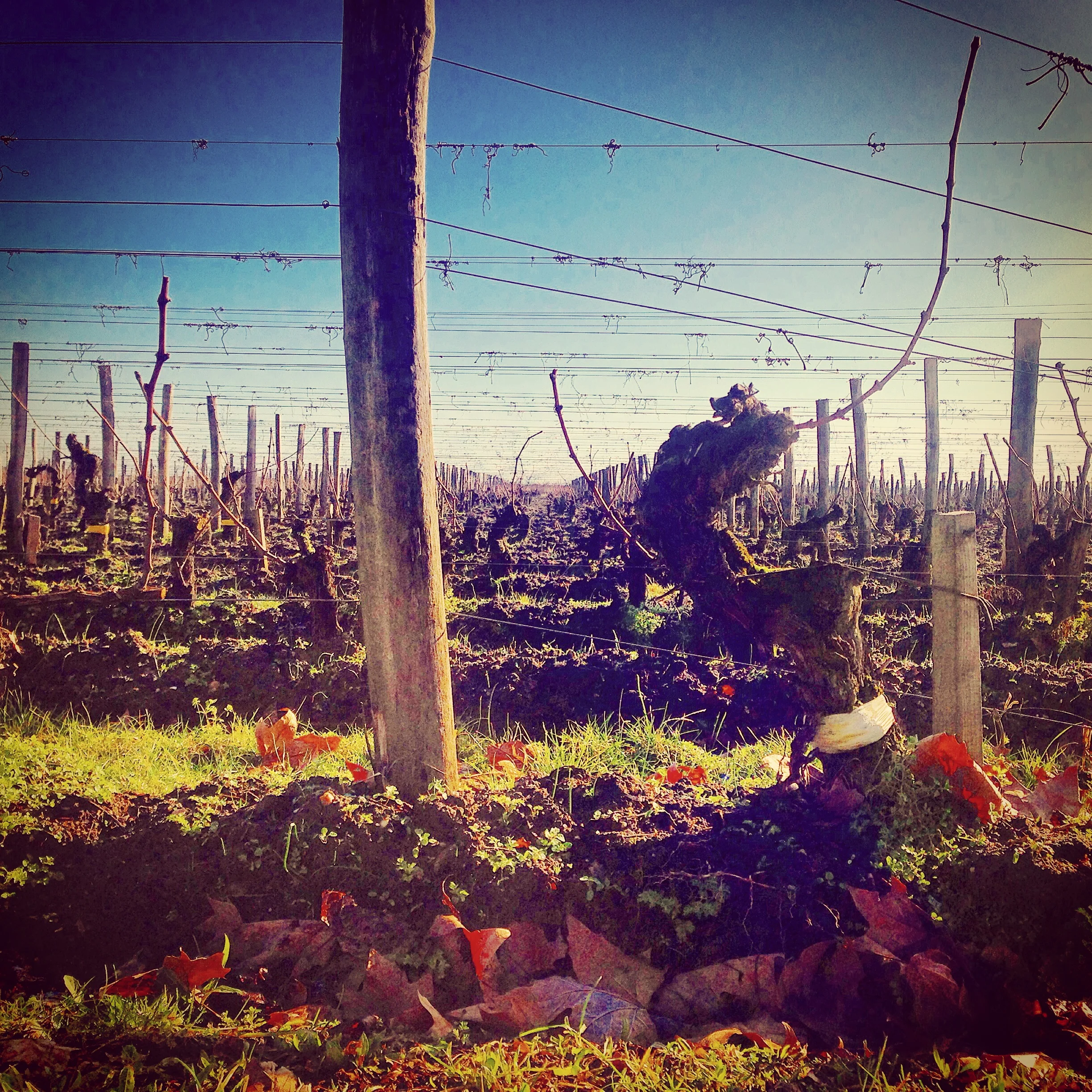  St. Emillion, France..wine country. 