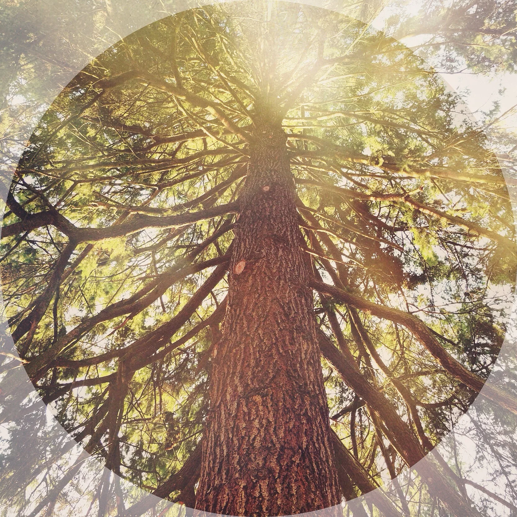 Principles of Naturopathic Medicine