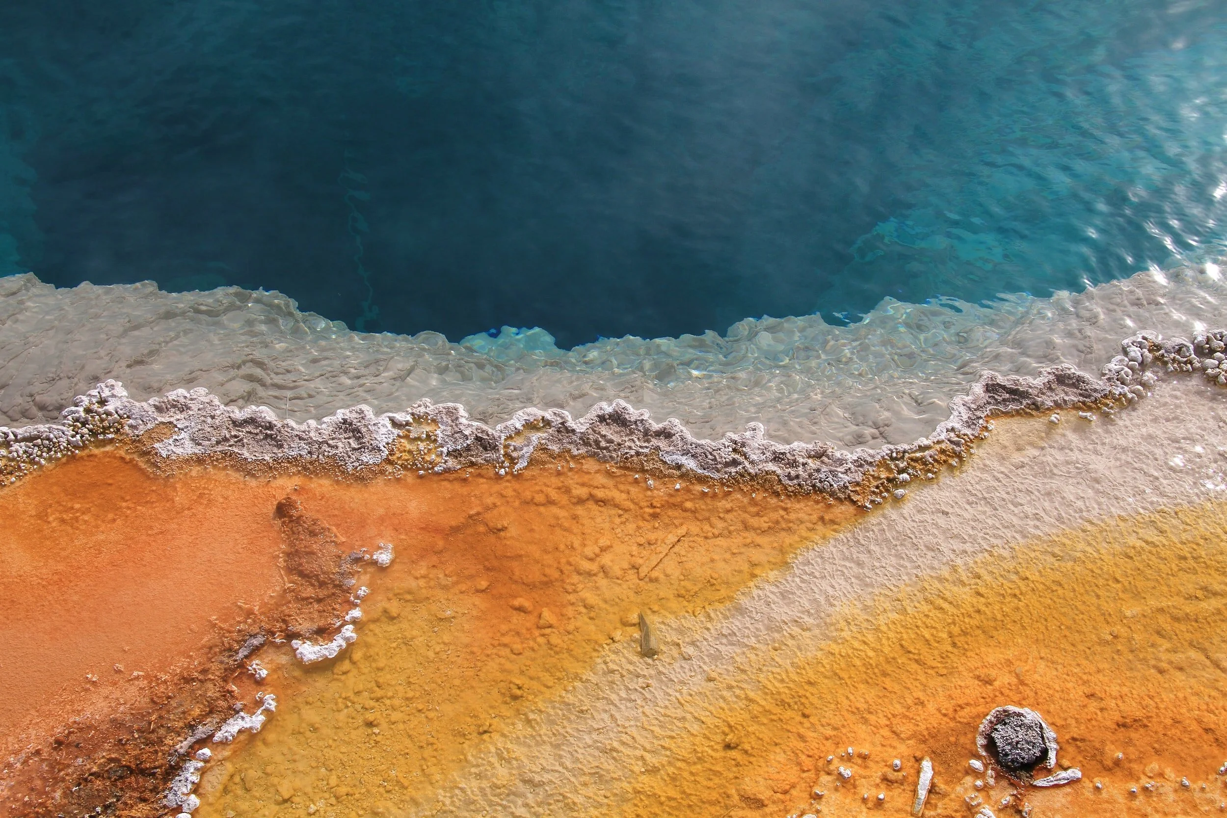 Microbiome 101: The Role of our resident Microbiota