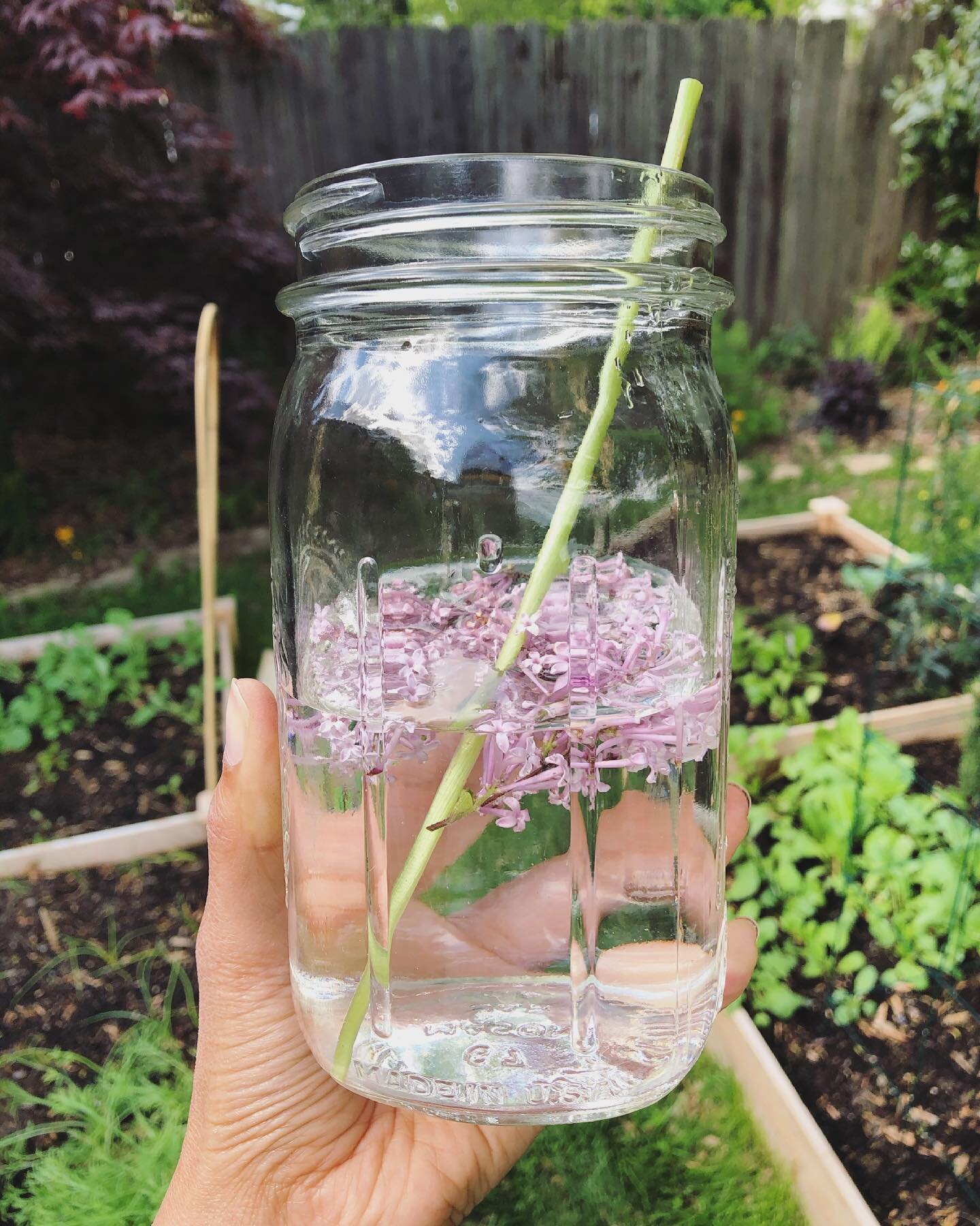 Your daily reminder to drink water. Don&rsquo;t like plain water? Spruce it up with herbs, fruits or veggies! Springtime water idea: lilac flower infused water. If you want to use a free and compostable straw, consider using a dandelion stem (make su