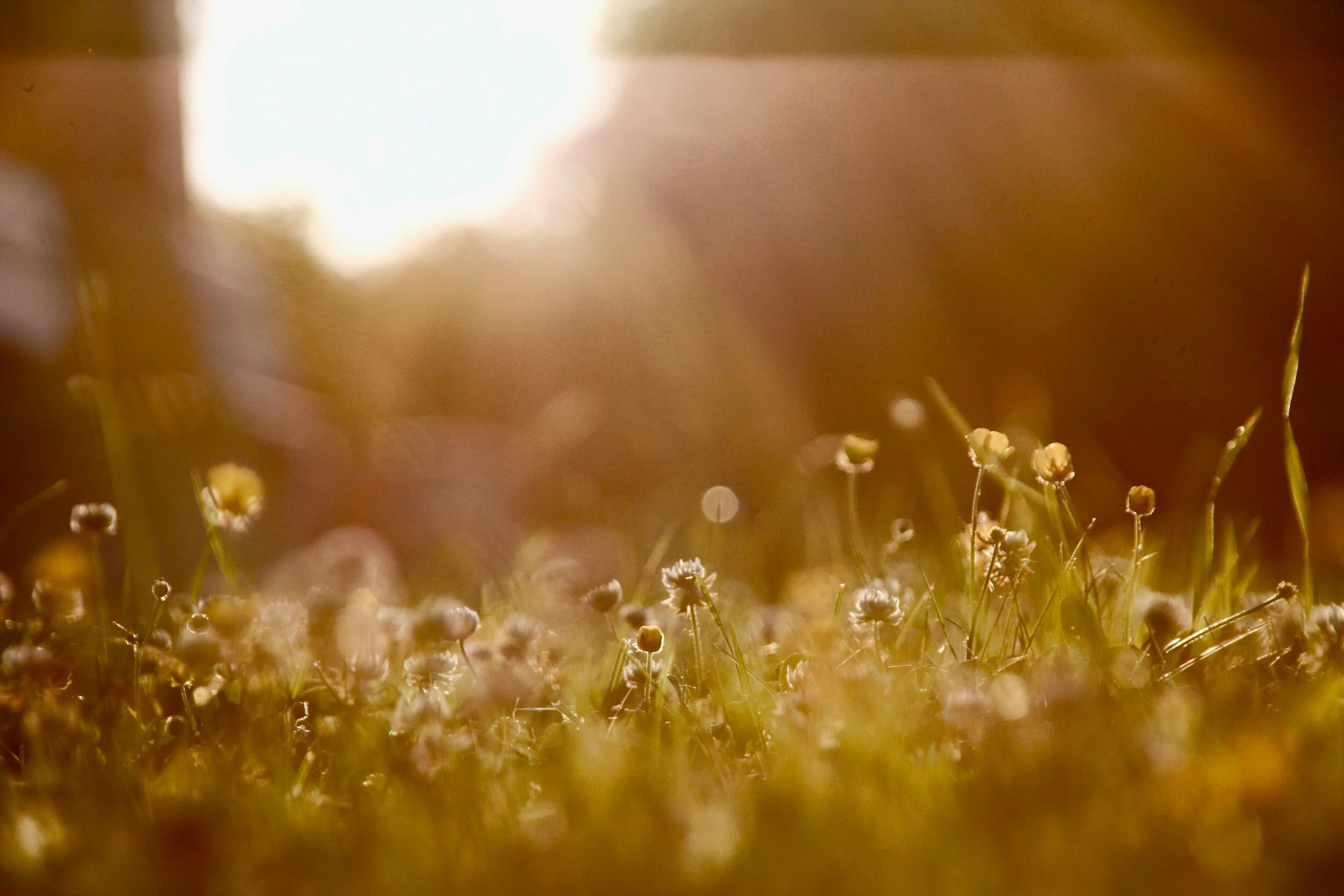 Immaculate Lawns: The Hazards of Glyphosate and Sustainable Alternatives