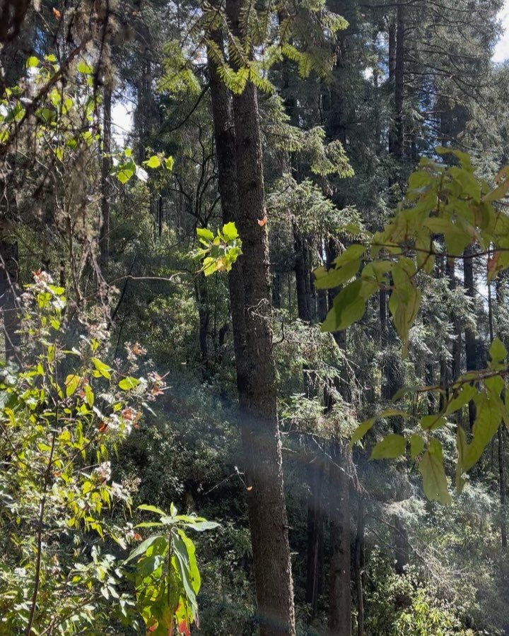 We live on a wild and beautiful planet that gives and sustains life, and to which we are intimately connected. Unfortunately, we are living in a time of large scale disconnect to the Earth and the Earth is hurting because of it. As a species, we are 