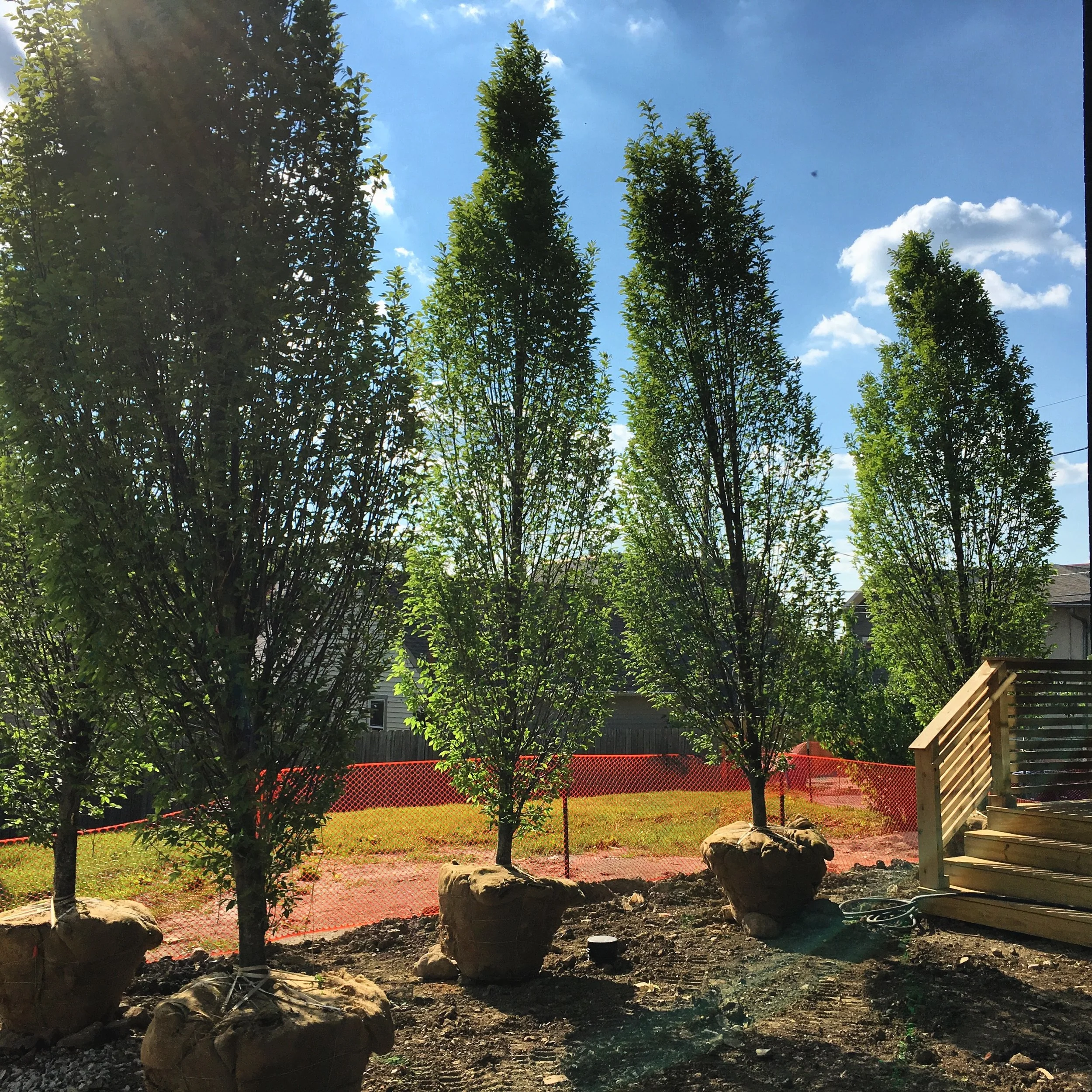 18' european hornbeams