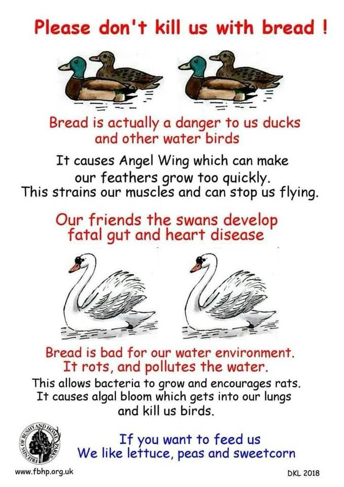 Feeding the birds.jpg