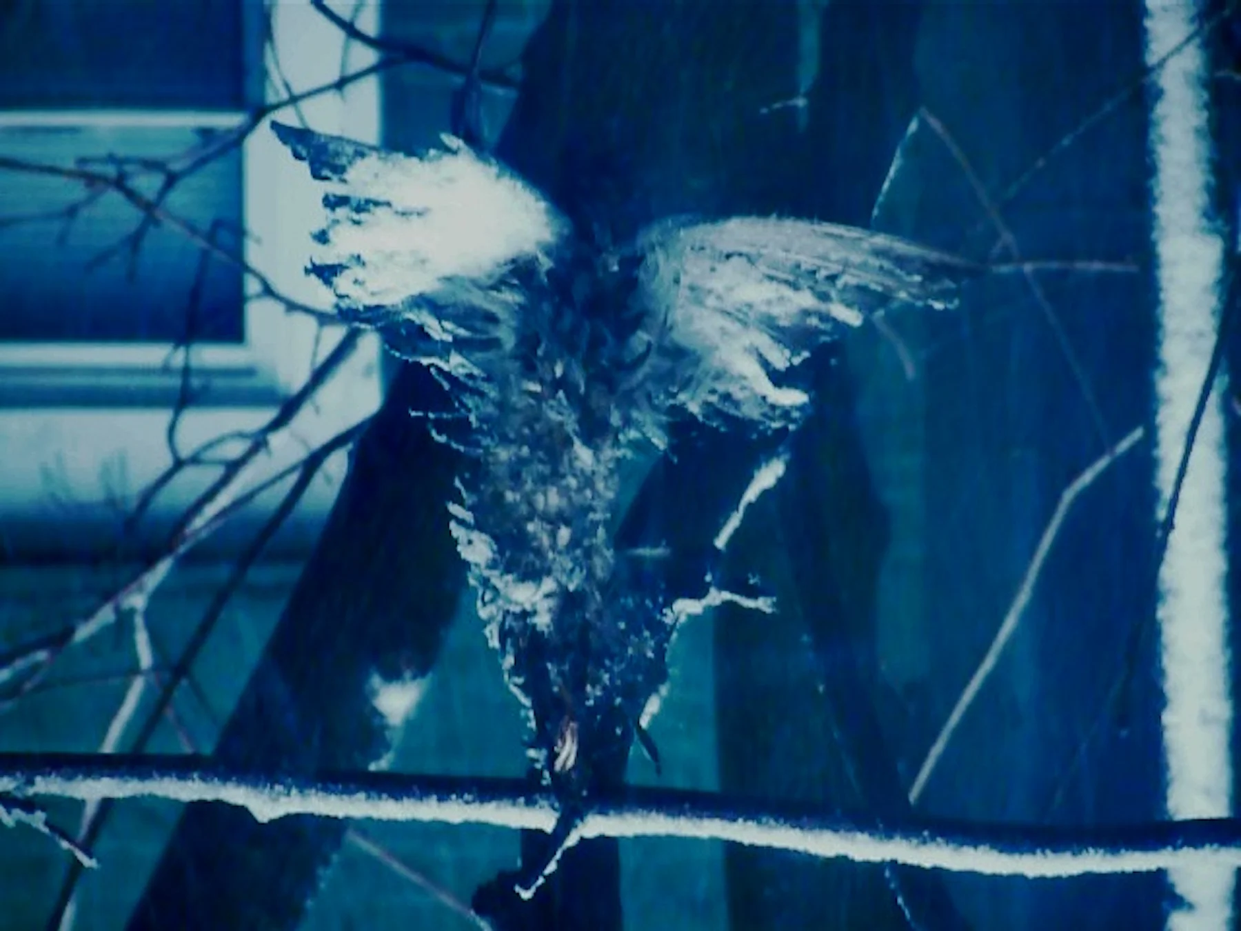 Paul David Young.Catalogue image.Dad Died.Dead Bird in Winter.vlcsnap-2017-11-08-17h11m32s285.jpg
