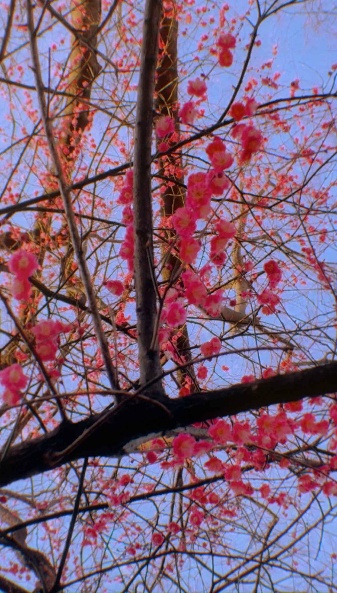 K-Pop’s newest fan (me)