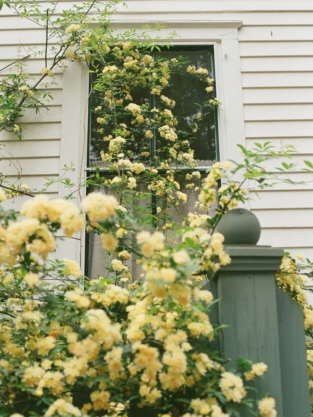 The power of flowers on film. No edits. No notes.
 
Apparently spring is the least liked season which is absolutely wild to me since it&rsquo;s my favorite. To be fair North Carolina spring has this shit on lock so I guess I&rsquo;m biased. People di