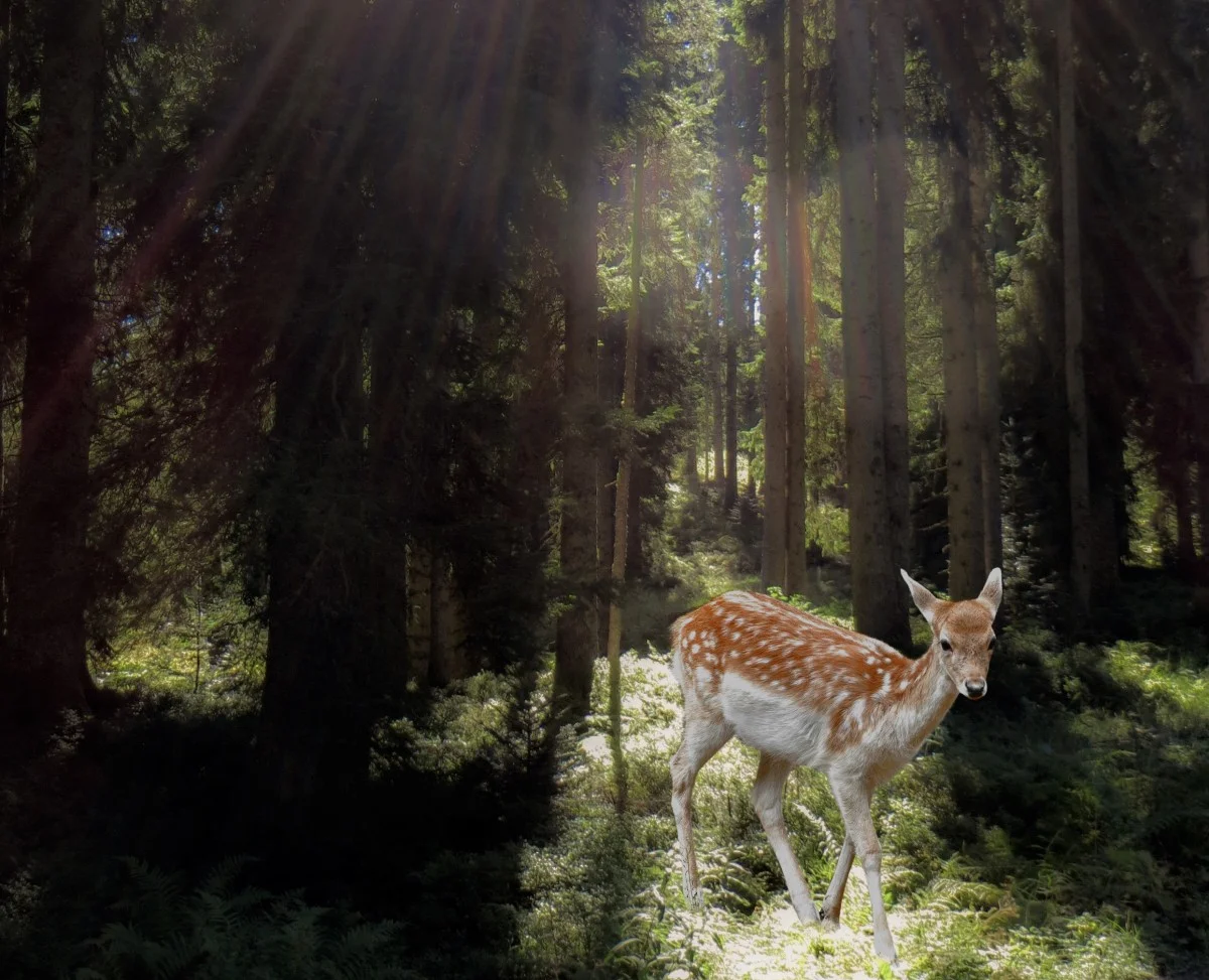 roe_deer_forest_mysticism_fairy_tales_mystical_animal_wild_scheu-623323.jpg