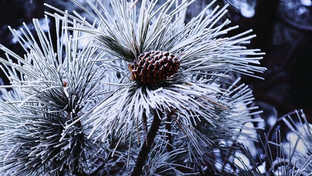 winter-snow-pine-cone-1024x576.jpg