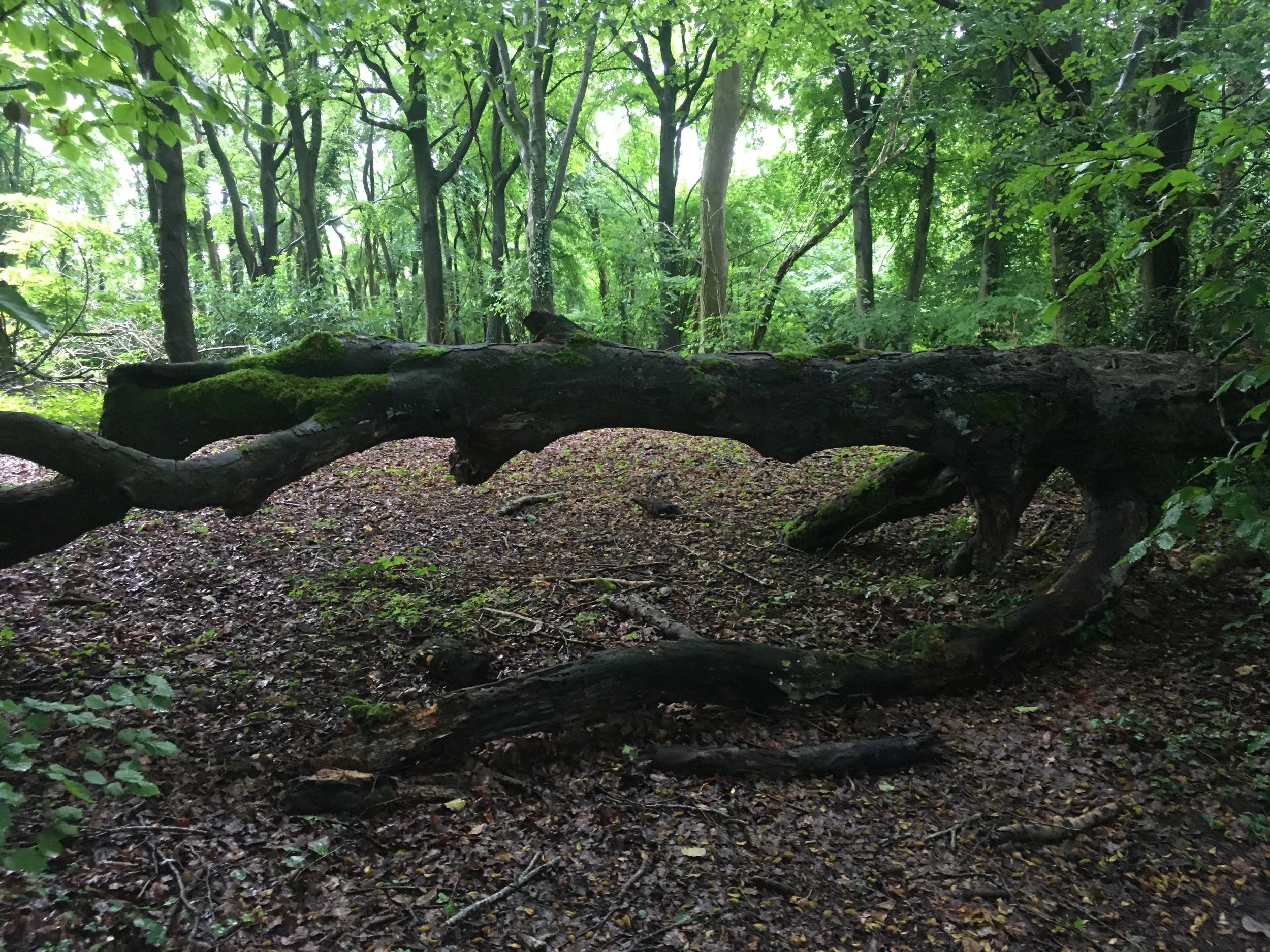 Autumn fun with Bangers & Smash!