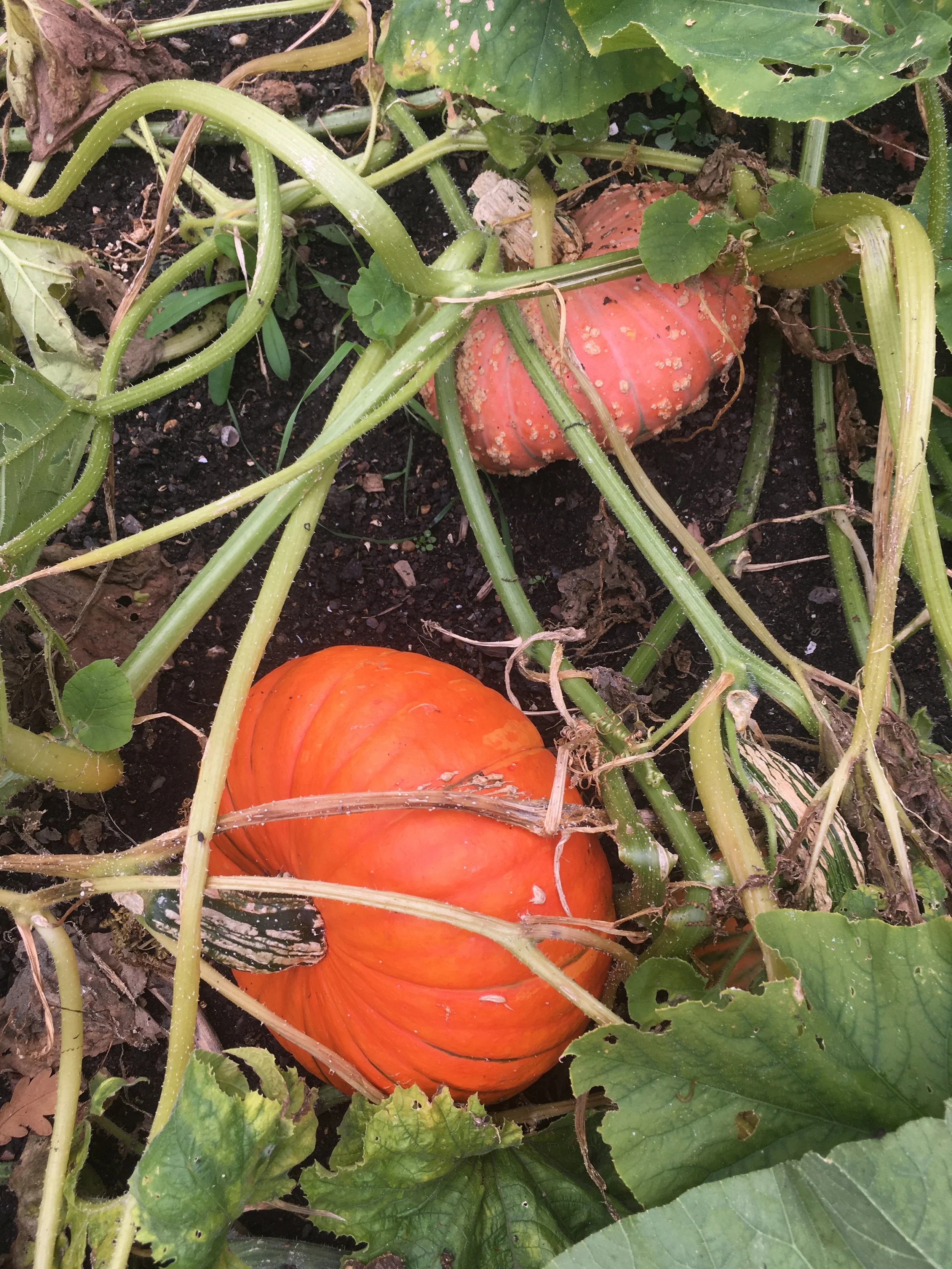 Harvest Celebration (pm)