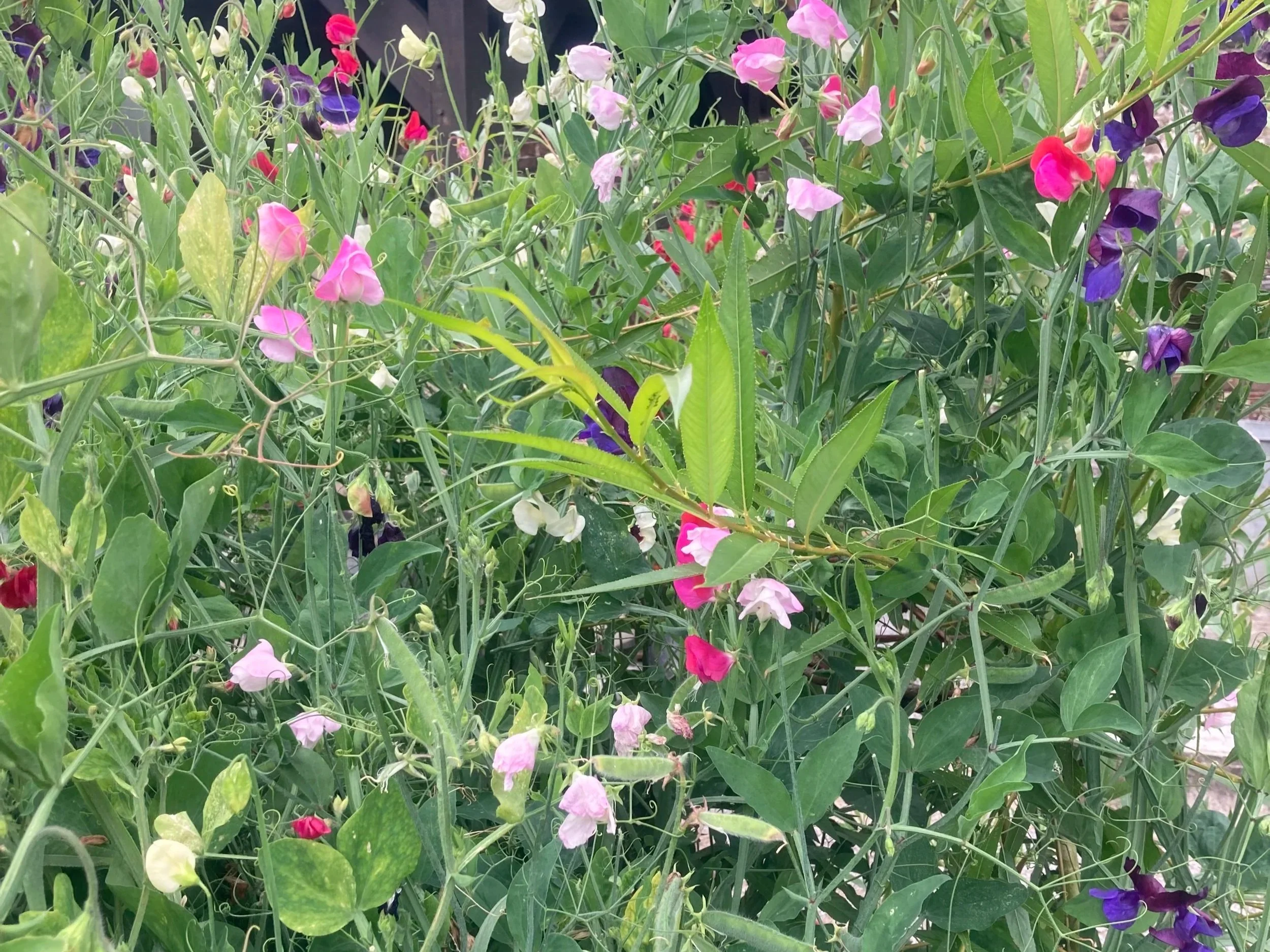 Growing and Changing with Bangers & Smash