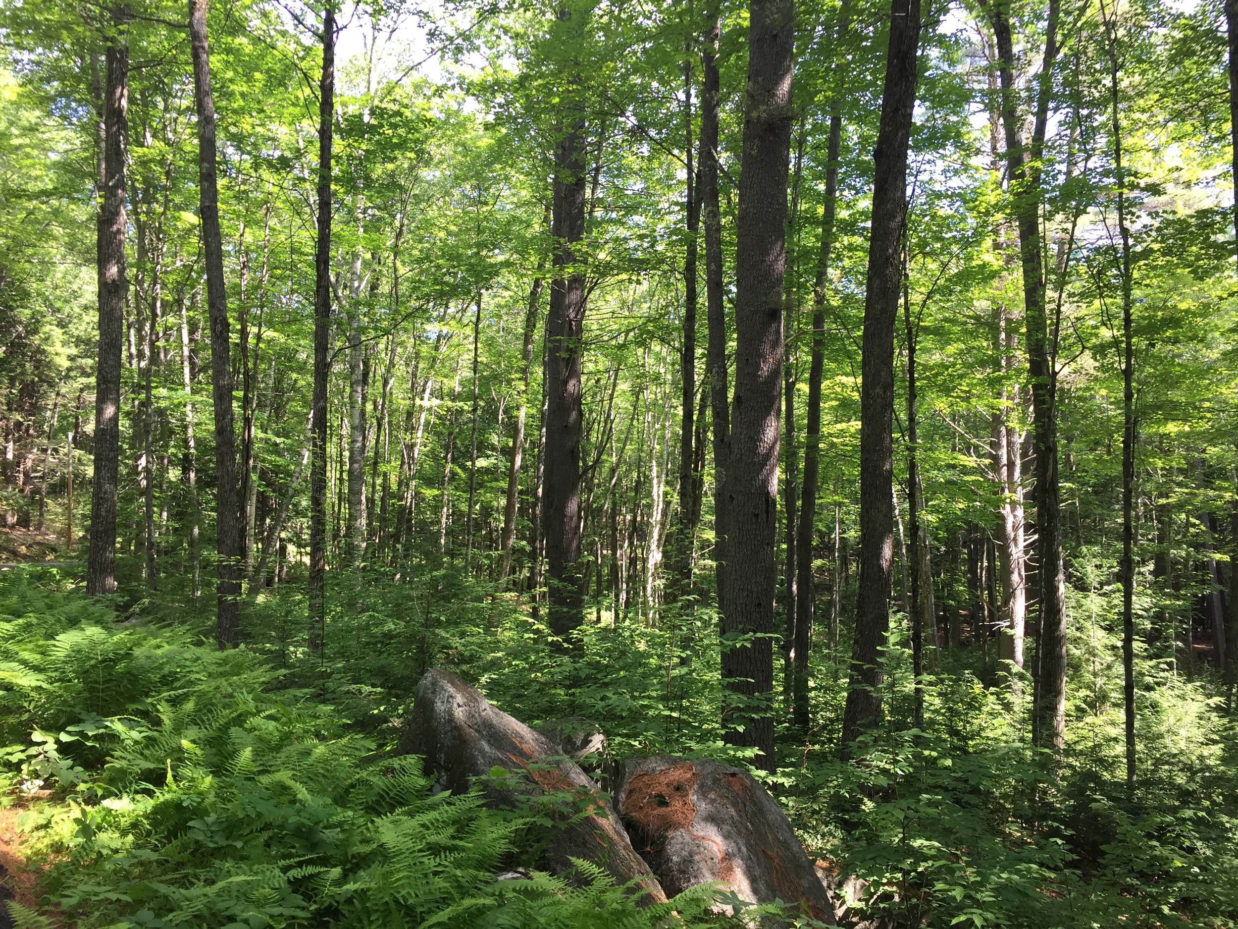 I love walking near my parents' house in New Hampshire — it's gorgeous, quiet and smells great.
