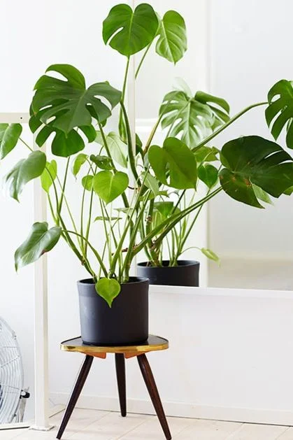 Photo Courtesy of Pure Wow . com