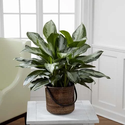 Photo Courtesy of Balcony Garden Web