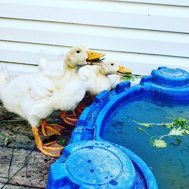 We are as happy as Puddles the Rescue Duck to be back to work today!!! Our website (www.letyodacookforyou.com) is back up and running so to can now order your Little Green Meals, vegan salads, Must-Love-Asparagus Soup, @vakachocolate bars, @zenzapizz