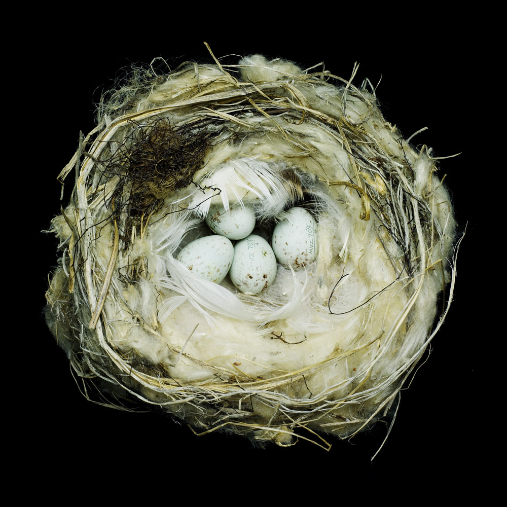 Hoary Redpoll