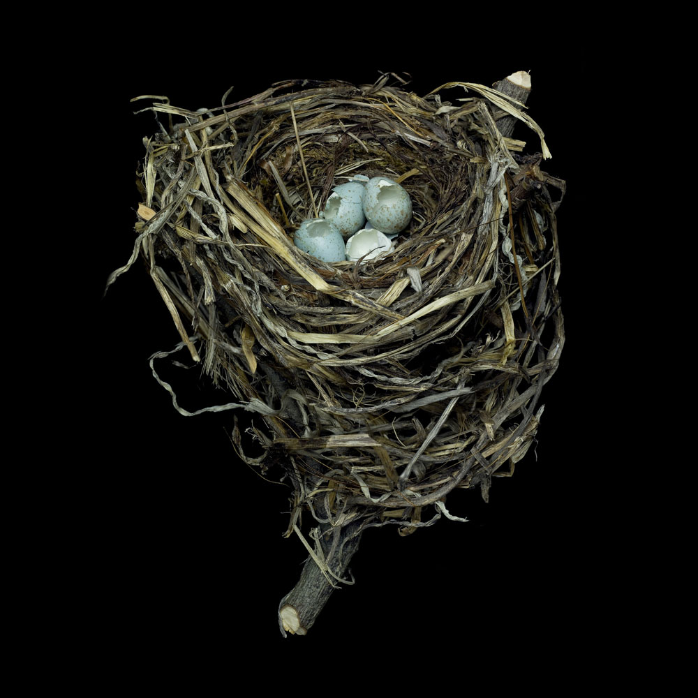 Swainson's Thrush
