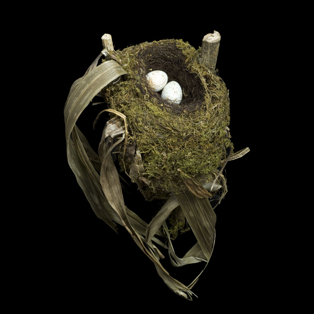 Spotted Nightingale-thrush