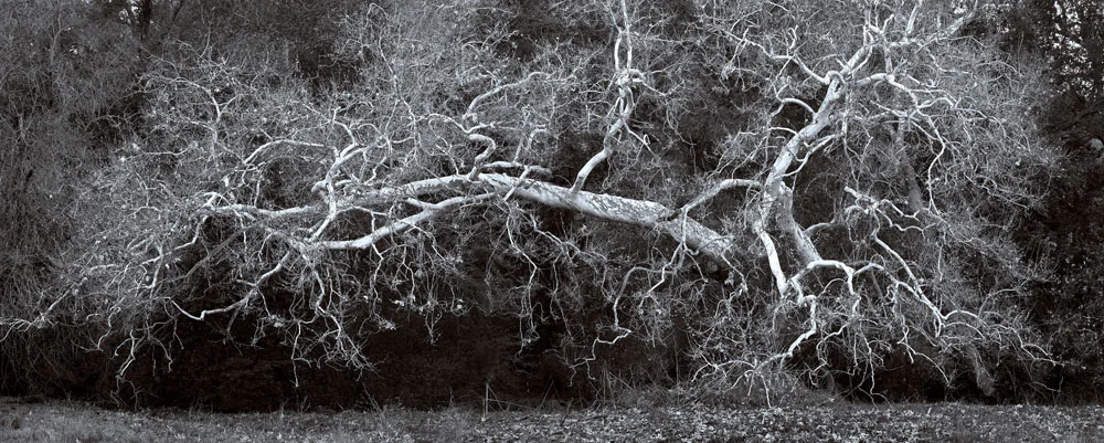 Lightning Tree, Sunol