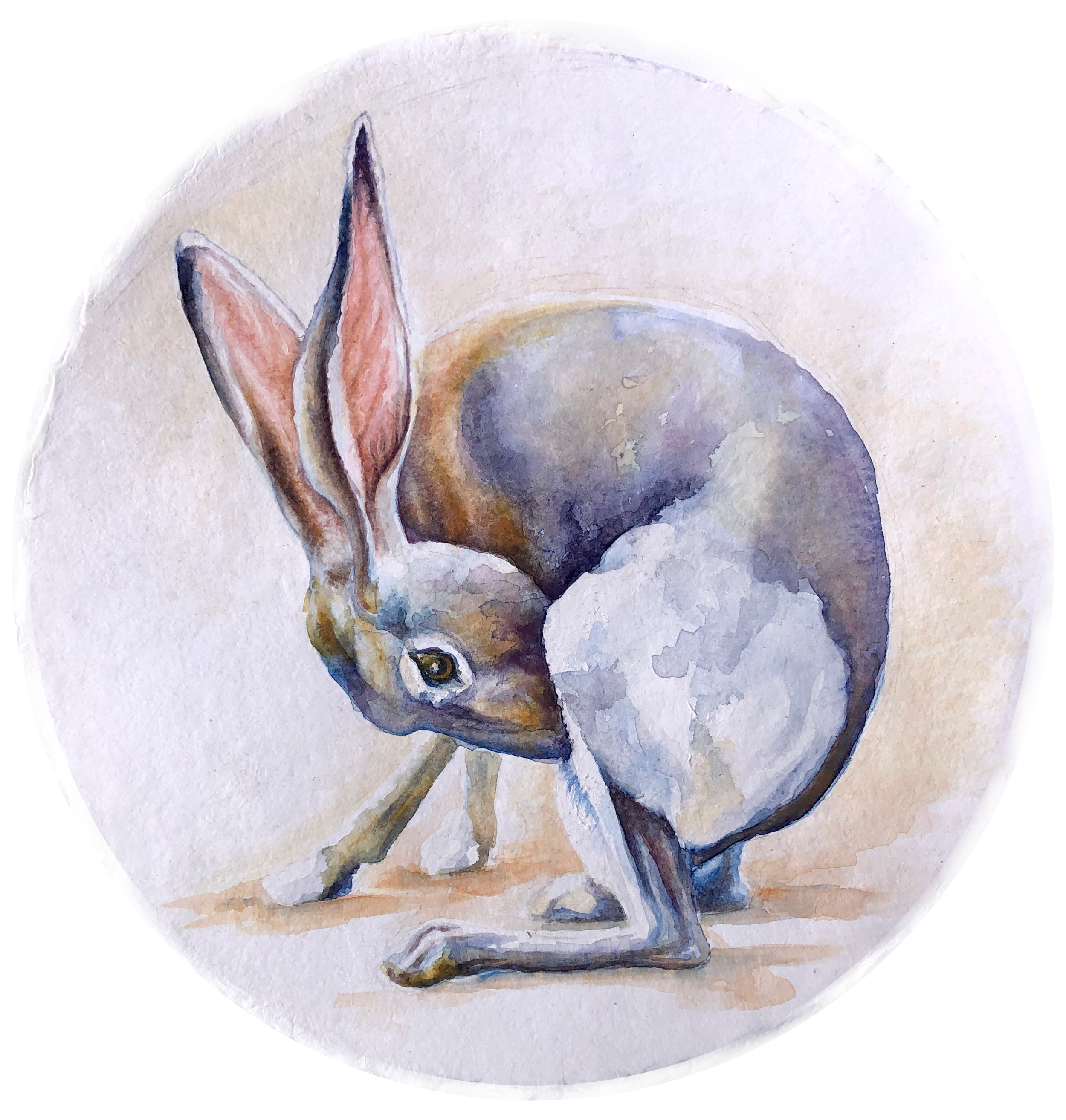 Jack Rabbit I