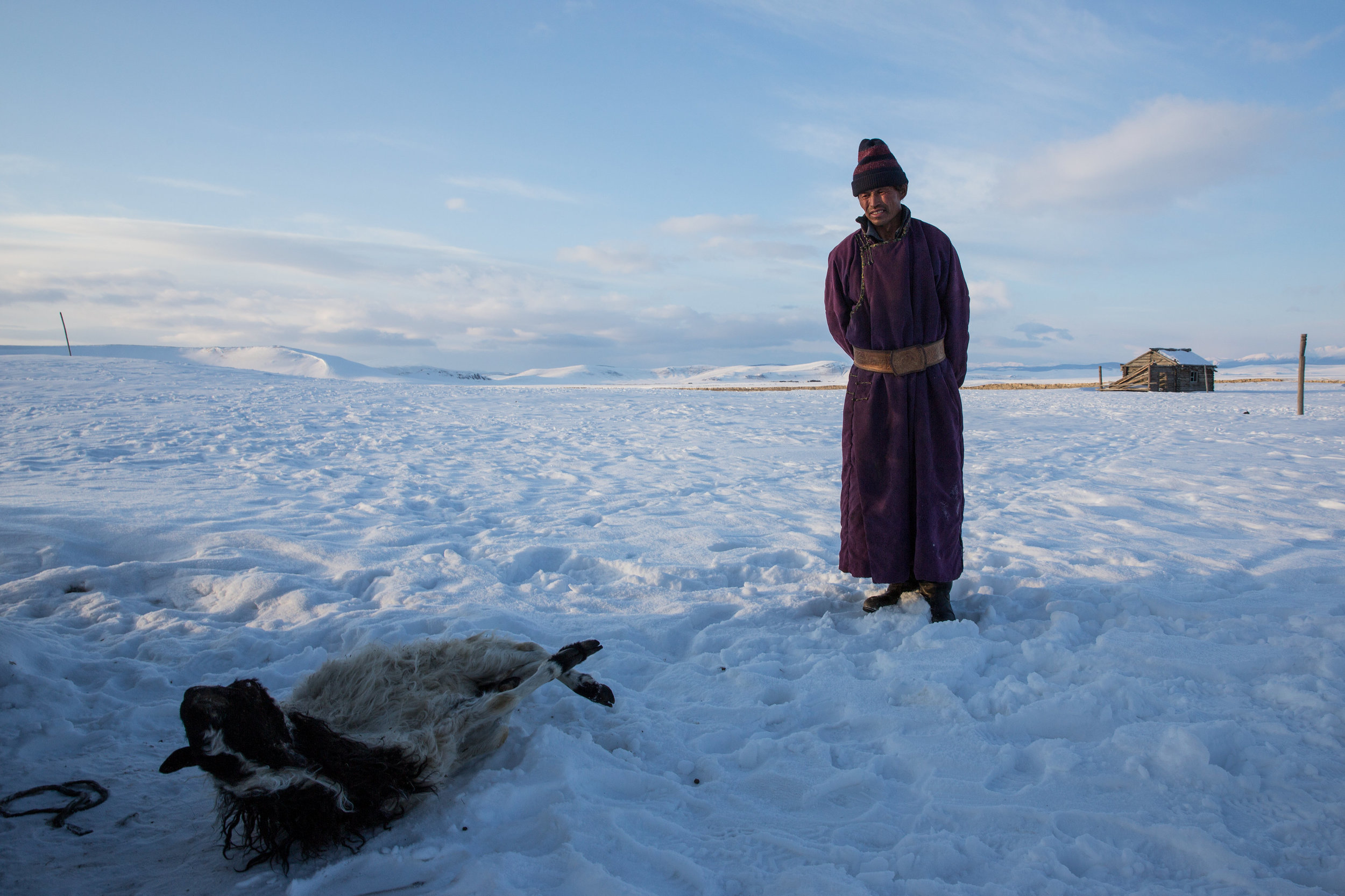 Herder Batsuri Sharkhuu with a dead sheep. (Credit: Taylor Weidman)