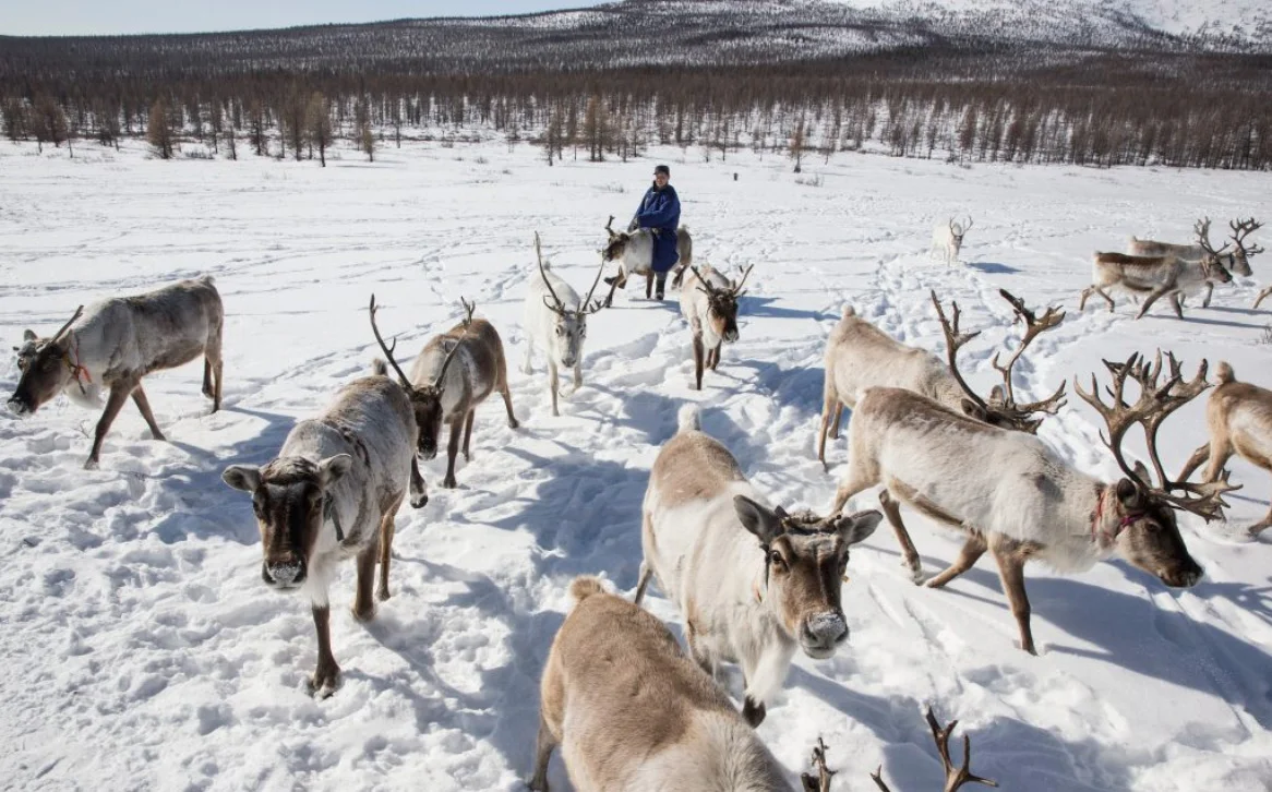 The Dukha, a small ethnic group who are nomadic reindeer reindeer herders, live in Khovsghol province, in northern Mongolia. (Credit: Taylor Weidman)