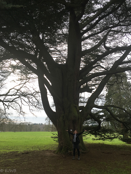 Westonbirt, National Arboretum. 