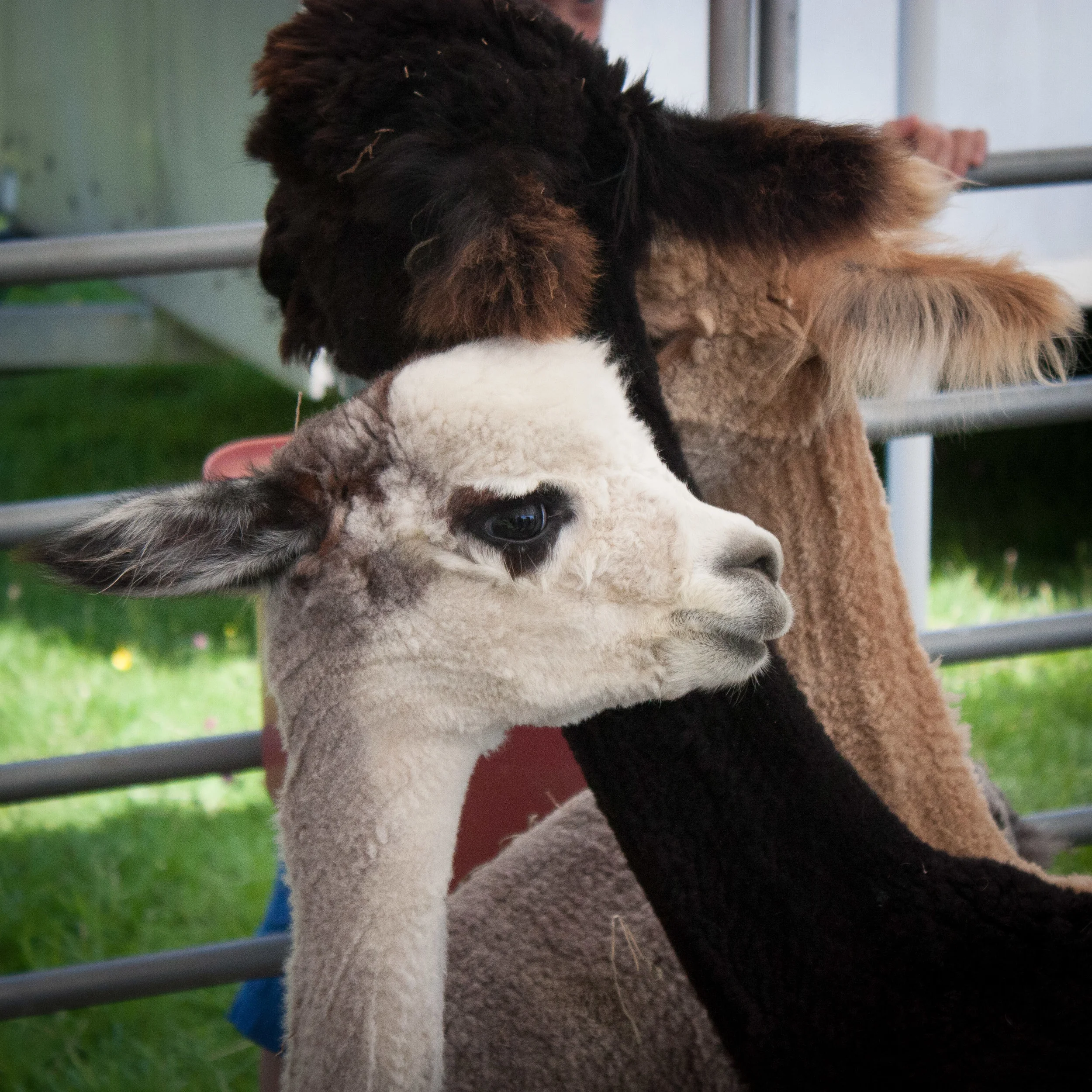 Wool Fair-3.jpg