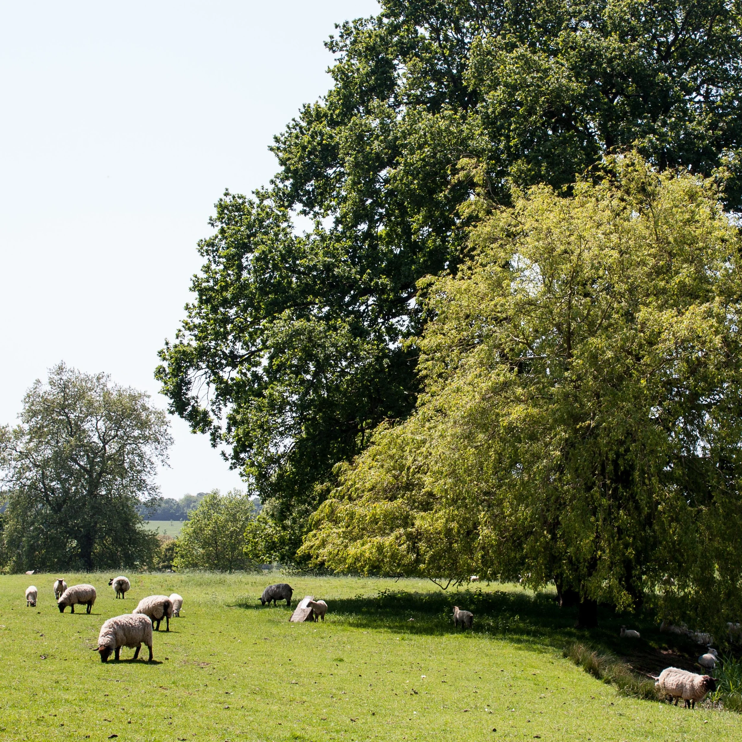 Wool Fair-4.jpg