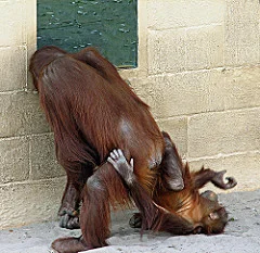 tantrum.jpg