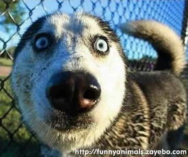Starer.jpg