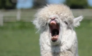 screamer.jpg