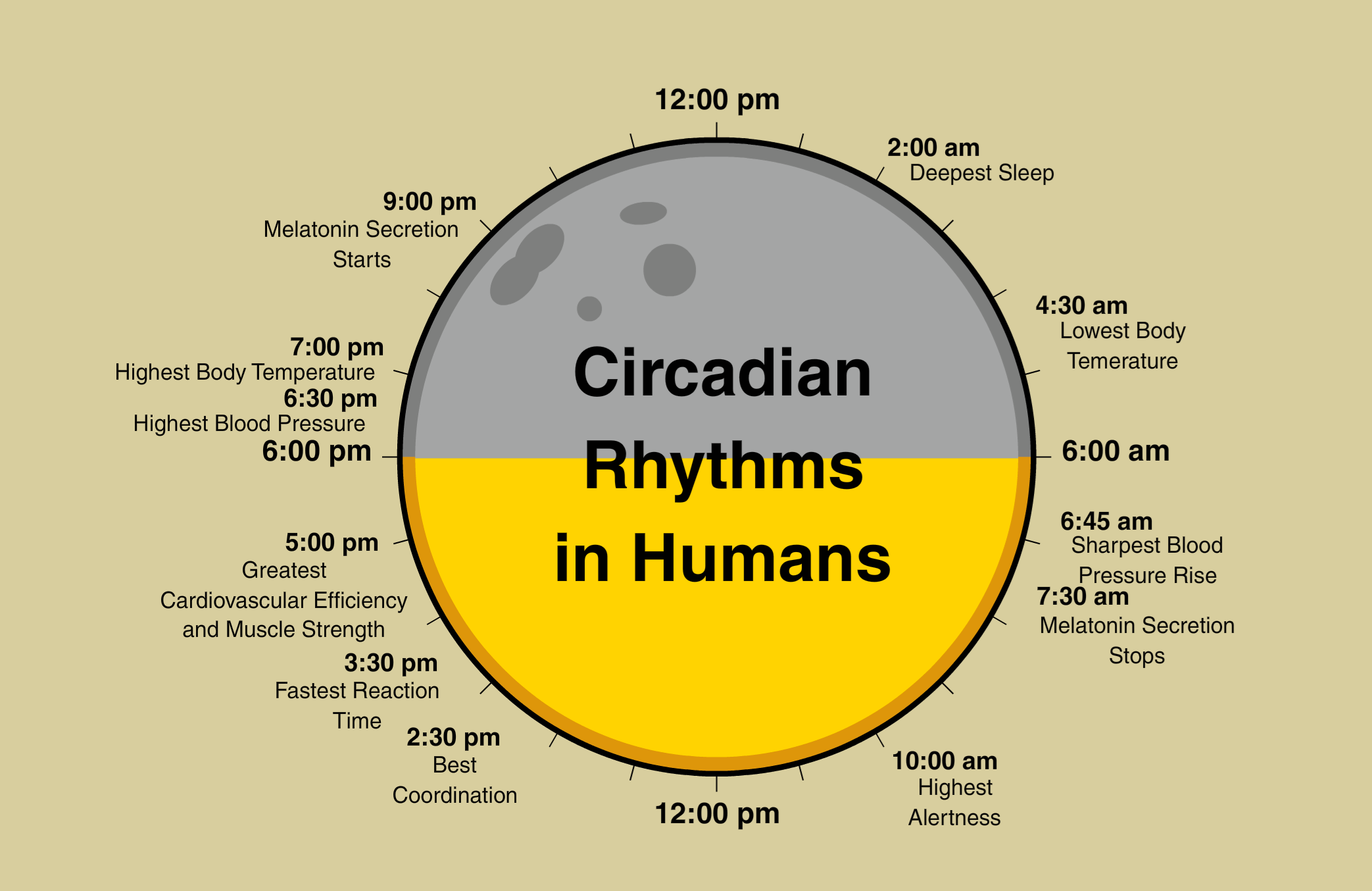 Circadian Rhythm and Human Health