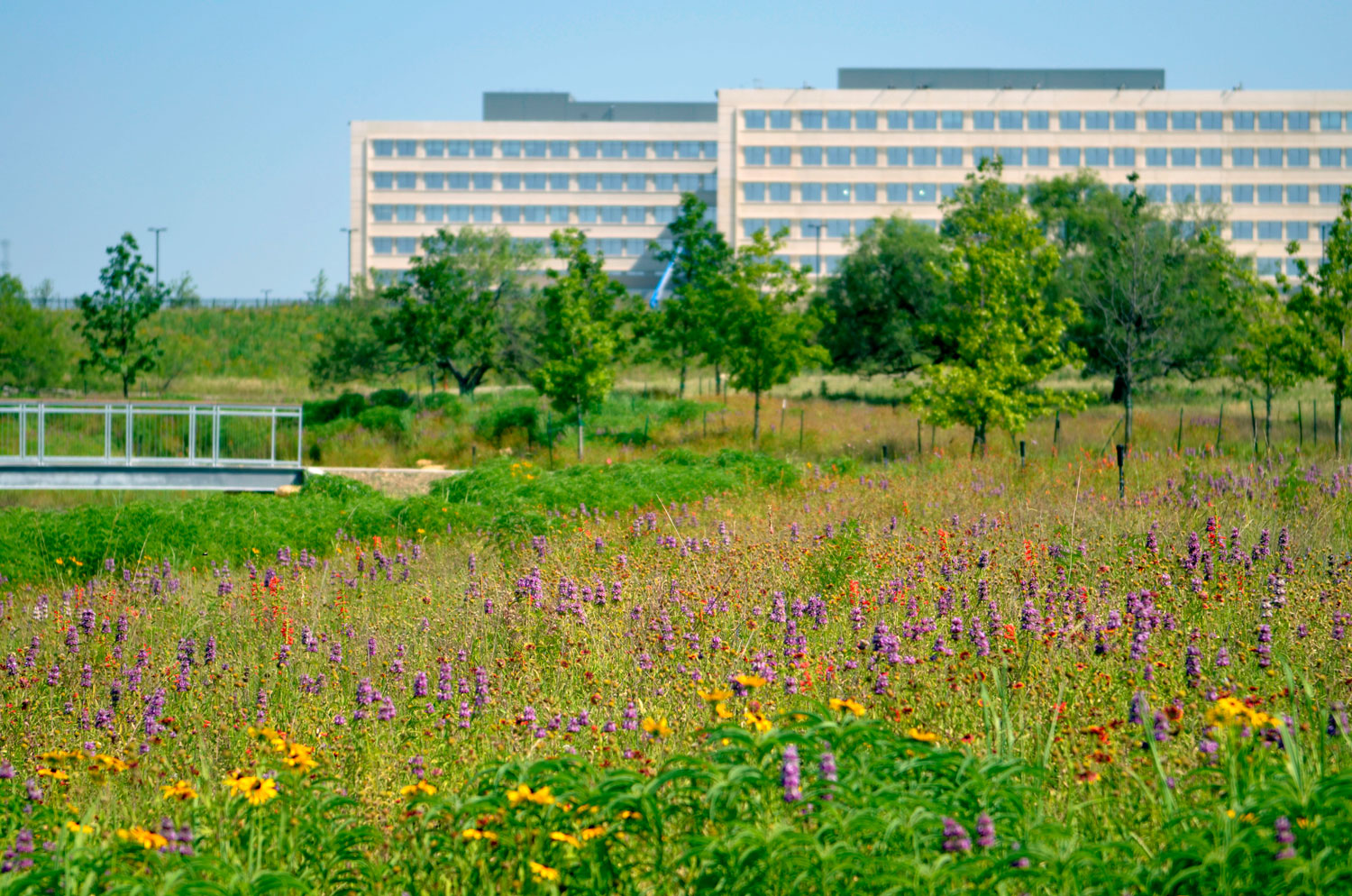 Bluestem Park in Alliance Town Center, Ft. Worth, Texas. Photo by John Hart Asher.
