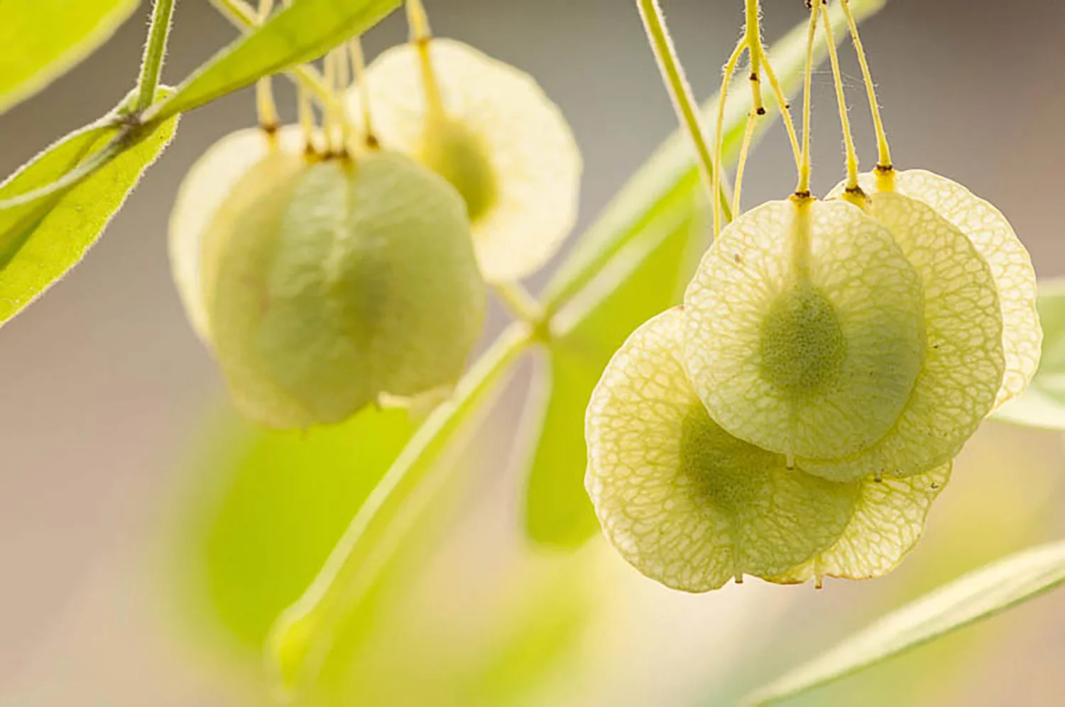 Wafer ash seeds.