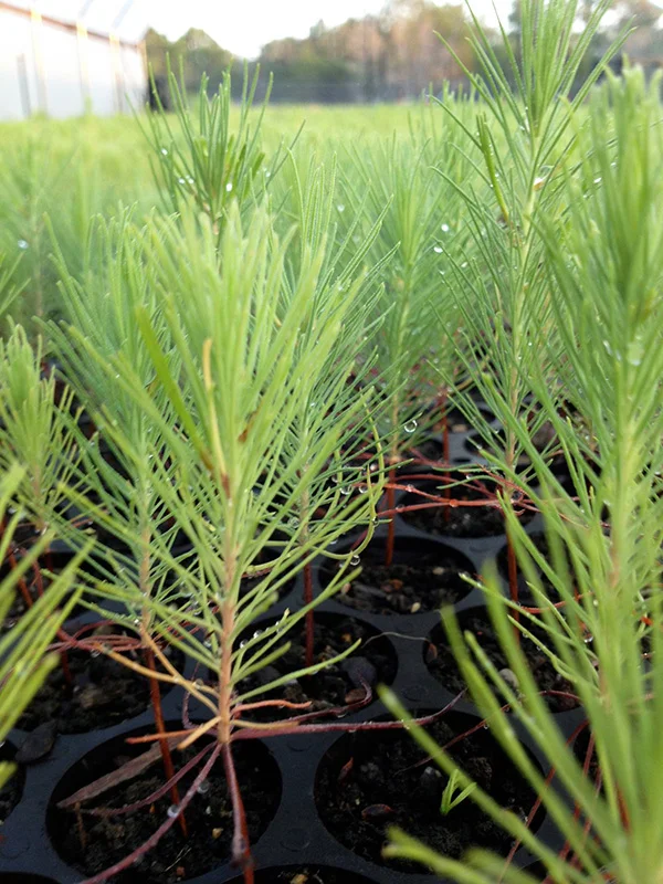 Loblolly pine seedlings growing at the Wildflower Center.