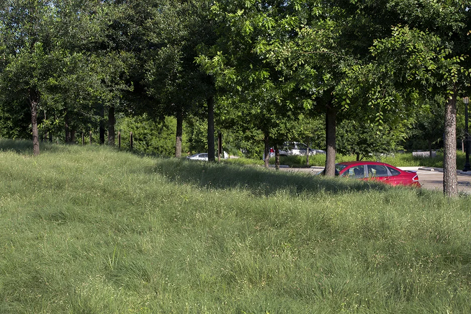 Habiturf lawn at the Bush Presidential Center in Dallas, Texas. Photo by John Clark.