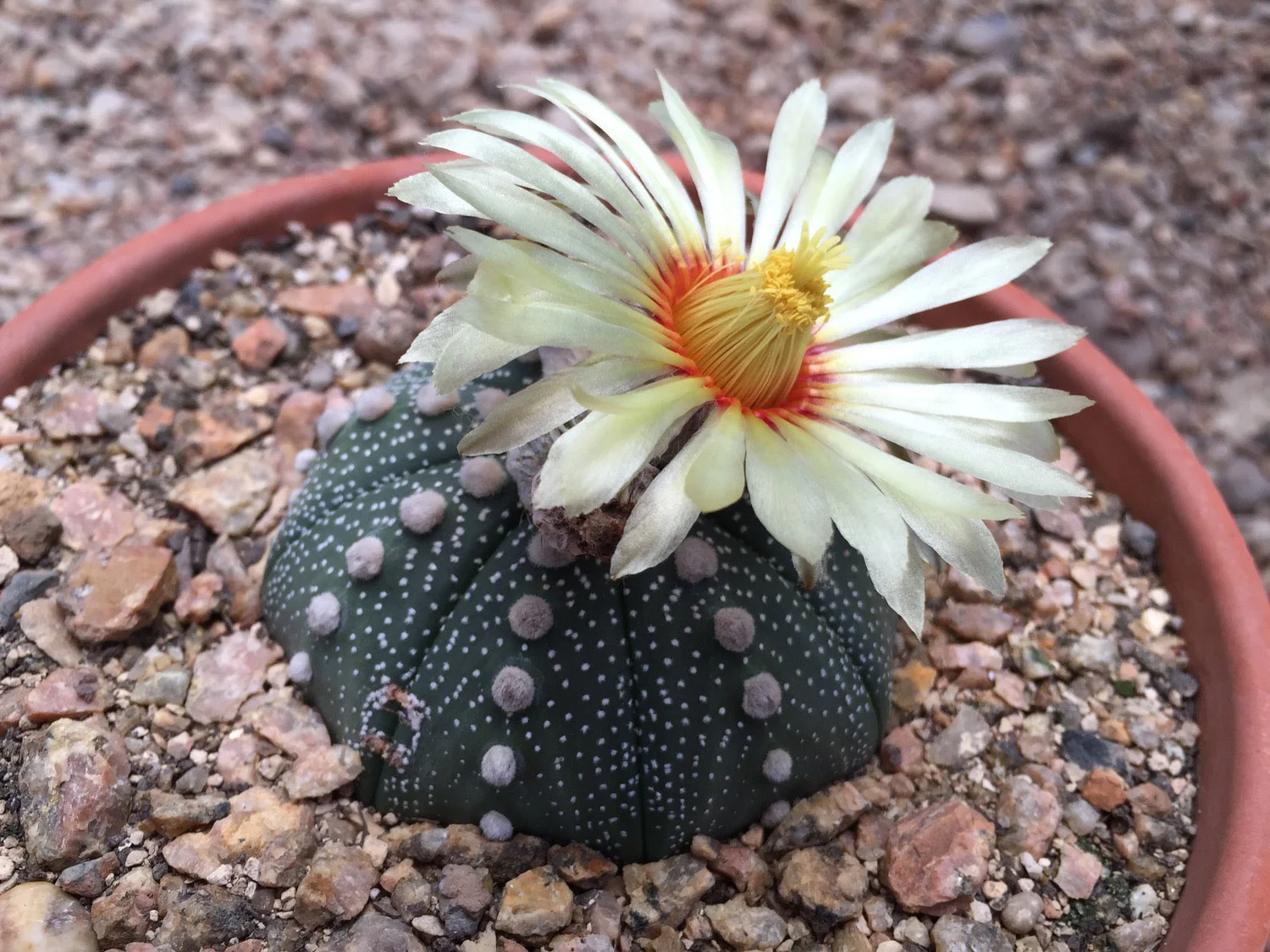 The endangered star cactus ( Astrophytum asterias ) is now known only from one population in Starr County, Texas..