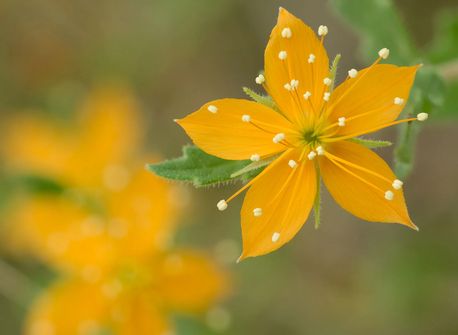 Home of the most comprehensive online North American native plant guide