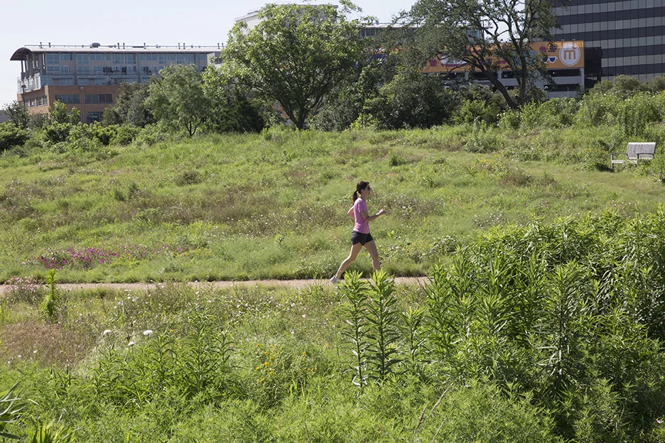 At the Bush Presidential Center near downtown Dallas, urbanites and bees alike enjoy lush native landscapes. Photo by John Clark.