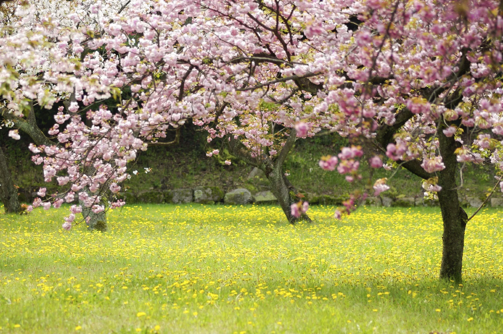 Cherry Blossoms - what's to come!